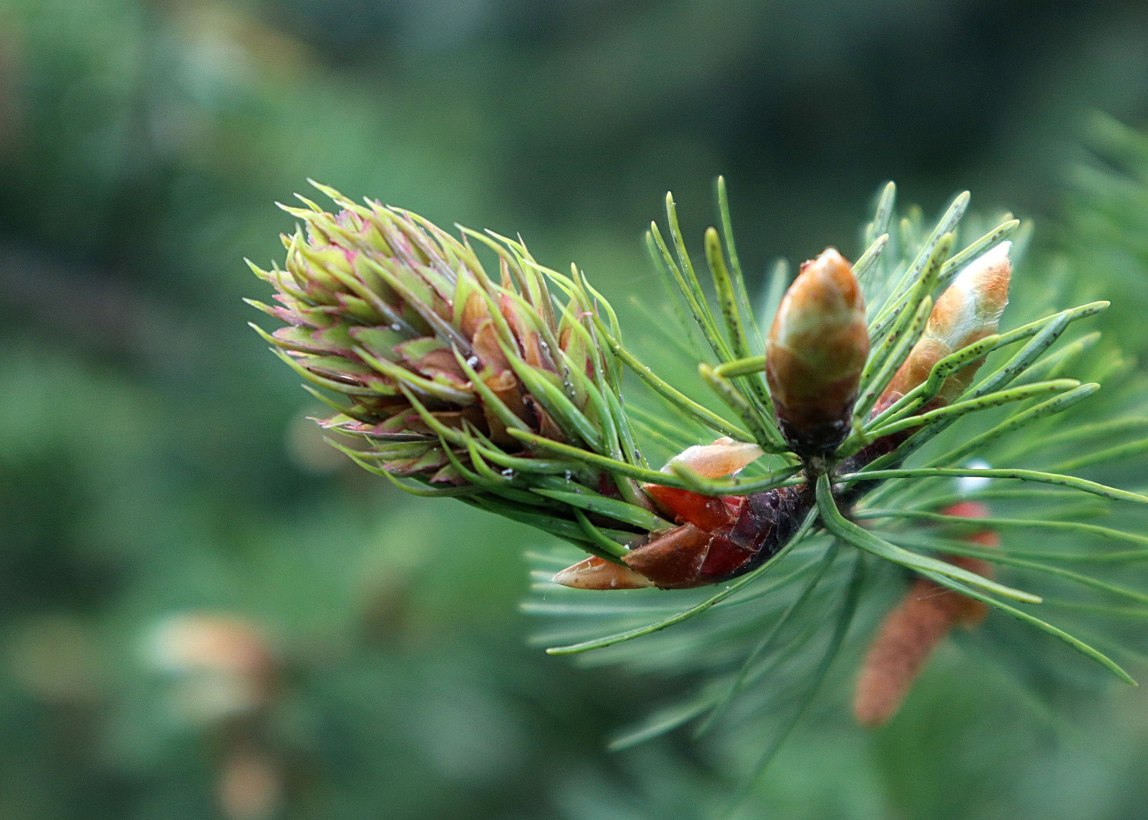Nahaufnahme eines Douglasiezapfens an einem Zweig