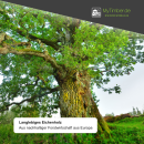 Bank-/ Ablageplatte Eiche Chalet B 40 mm - natürliche Baumkante 220x40 cm