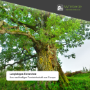 Tischplatte Eiche Chalet G 40 mm - gerade Kante